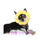 黒柴犬のごまちゃん（個別スタンプ：1）