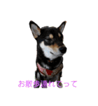 黒柴犬のごまちゃん（個別スタンプ：2）
