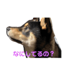 黒柴犬のごまちゃん（個別スタンプ：3）