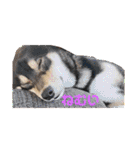 黒柴犬のごまちゃん（個別スタンプ：4）