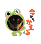 黒柴犬のごまちゃん（個別スタンプ：5）