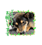 黒柴犬のごまちゃん（個別スタンプ：6）