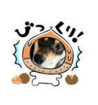 黒柴犬のごまちゃん（個別スタンプ：11）