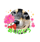 黒柴犬のごまちゃん（個別スタンプ：14）
