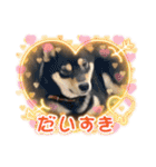 黒柴犬のごまちゃん（個別スタンプ：15）
