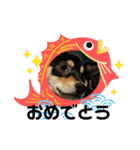 黒柴犬のごまちゃん（個別スタンプ：16）