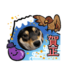 黒柴犬のごまちゃん（個別スタンプ：19）