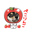 黒柴犬のごまちゃん（個別スタンプ：24）