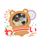 黒柴犬のごまちゃん（個別スタンプ：25）