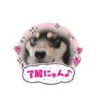 黒柴犬のごまちゃん（個別スタンプ：29）