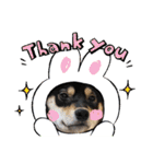 黒柴犬のごまちゃん（個別スタンプ：31）