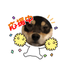 黒柴犬のごまちゃん（個別スタンプ：33）