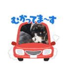 黒柴犬のごまちゃん（個別スタンプ：35）