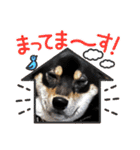 黒柴犬のごまちゃん（個別スタンプ：36）