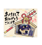 黒柴犬のごまちゃん（個別スタンプ：37）