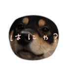 黒柴犬のごまちゃん（個別スタンプ：38）