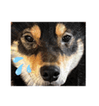 黒柴犬のごまちゃん（個別スタンプ：40）