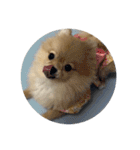 ちみちゃんのスタンプぷぅ〜（個別スタンプ：4）