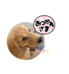 毎日使える ゴールデンレトリバー 犬（個別スタンプ：6）