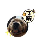 毎日使える ゴールデンレトリバー 犬（個別スタンプ：9）