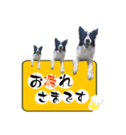 ボーダーコリー『リアン』（個別スタンプ：1）
