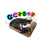 ボーダーコリー『リアン』（個別スタンプ：4）