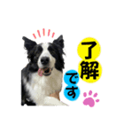 ボーダーコリー『リアン』（個別スタンプ：6）