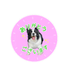 ボーダーコリー『リアン』（個別スタンプ：7）
