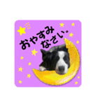 ボーダーコリー『リアン』（個別スタンプ：8）