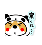 柴犬パンダ【冬】（個別スタンプ：3）