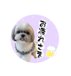 くぅたまスタンプ（個別スタンプ：4）