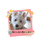天使になったcoco part2（個別スタンプ：4）