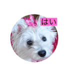 天使になったcoco part2（個別スタンプ：7）