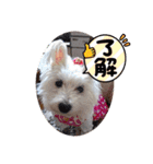 天使になったcoco part2（個別スタンプ：9）