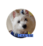 天使になったcoco part2（個別スタンプ：12）