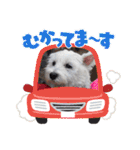 天使になったcoco part2（個別スタンプ：18）