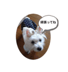 天使になったcoco part2（個別スタンプ：20）