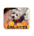 天使になったcoco part2（個別スタンプ：21）