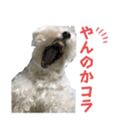 マチューのベストライフ第1弾（個別スタンプ：13）