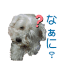 マチューのベストライフ第1弾（個別スタンプ：15）