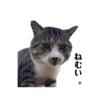 野良猫からペットまで（個別スタンプ：2）