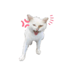 野良猫からペットまで（個別スタンプ：3）