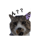 野良猫からペットまで（個別スタンプ：4）