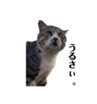 野良猫からペットまで（個別スタンプ：5）