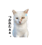野良猫からペットまで（個別スタンプ：6）