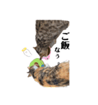 野良猫からペットまで（個別スタンプ：8）