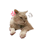 野良猫からペットまで（個別スタンプ：9）