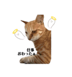 野良猫からペットまで（個別スタンプ：11）