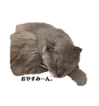 野良猫からペットまで（個別スタンプ：12）