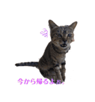 野良猫からペットまで（個別スタンプ：13）